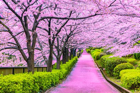 japangirlfasher|'japan girlflasher' Search .